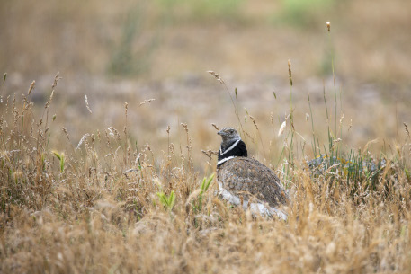 Immagine degli habitat dell'Altopiano'