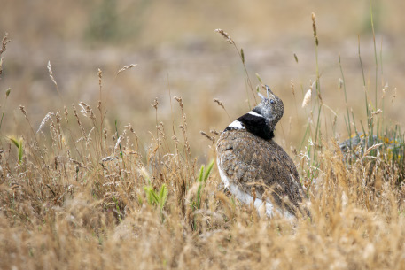La fauna dell'Altopiano di Abbasanta