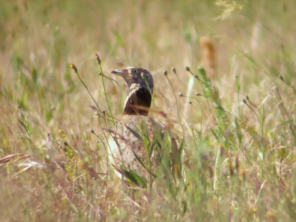 La fauna dell'Altopiano di Abbasanta