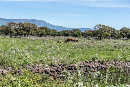 Immagine degli habitat dell'Altopiano'